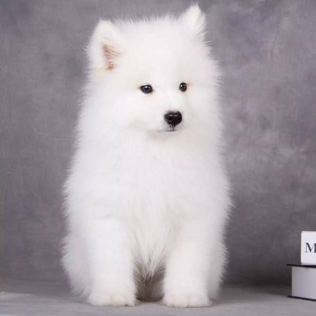 150億市場潛力，辦公室裝修也要開始考慮狗狗的感受了